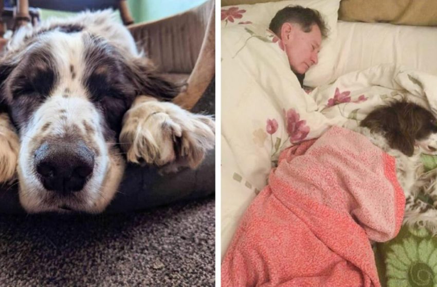  The owners take turns sleeping with the dog so that he doesn’t feel lonely!