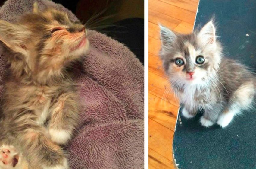  The kitten chose her own owner and found a home for herself!