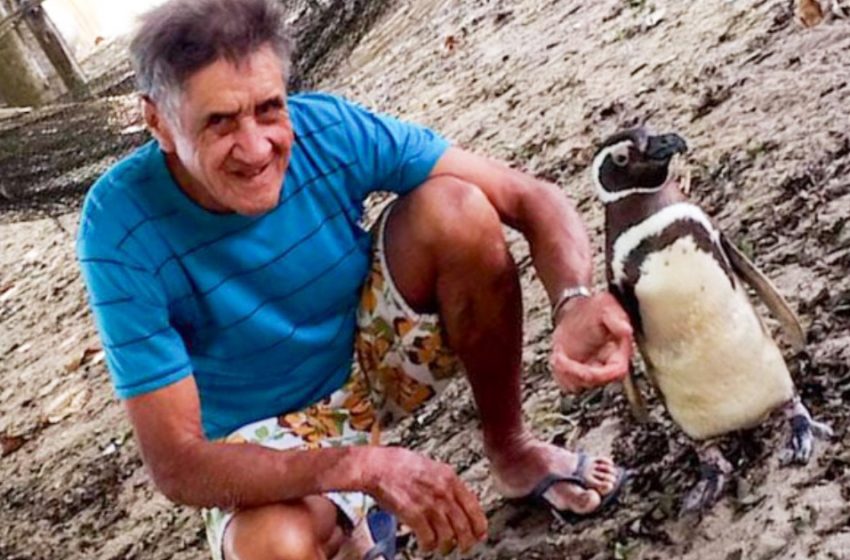  Animal gratitude! A penguin travels thousands of kilometers every year to see its savior