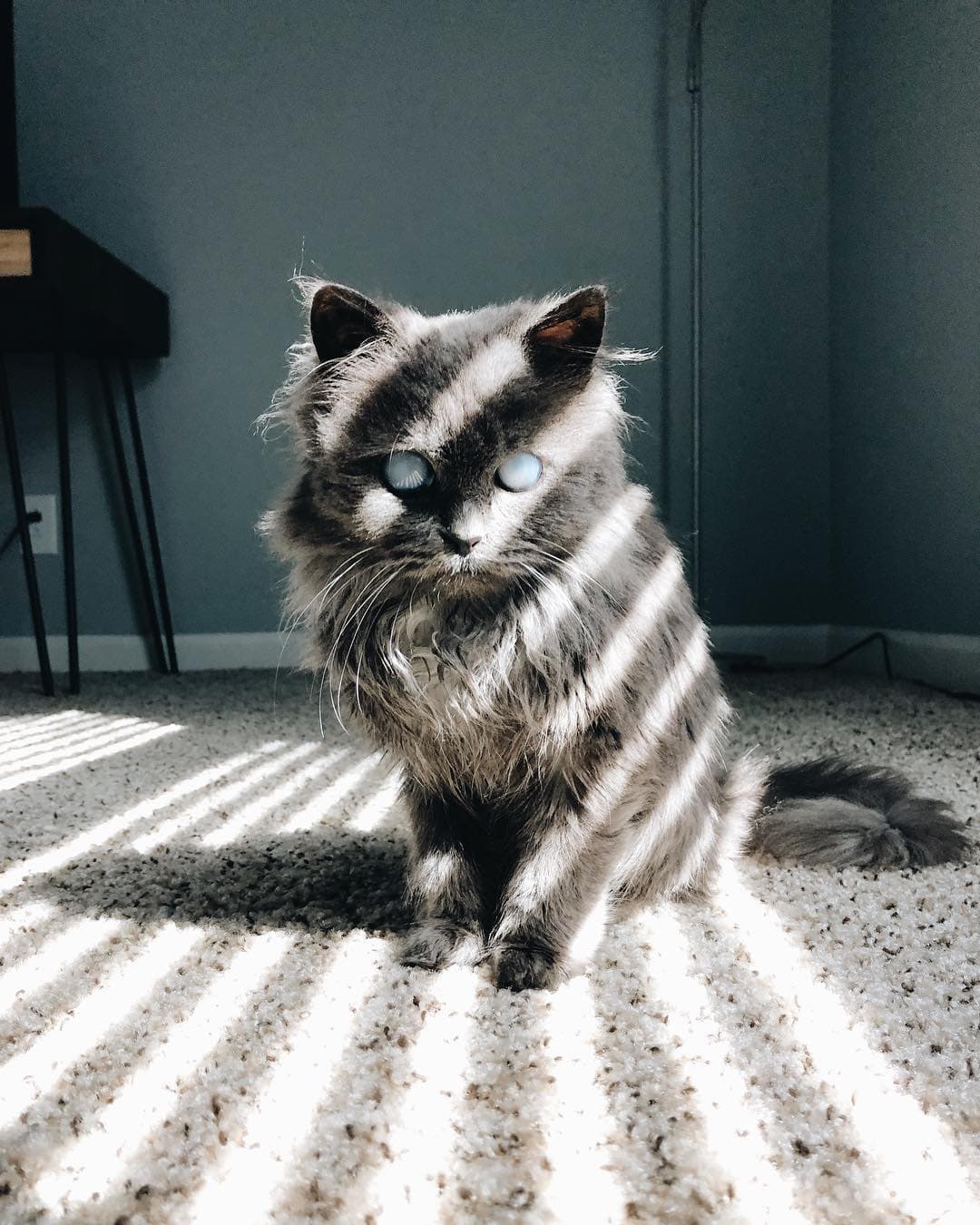 The cat Merlin is blind, but that doesn't stop him from being cool ...