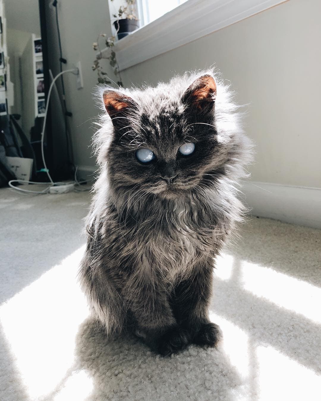 The cat Merlin is blind, but that doesn't stop him from being cool ...