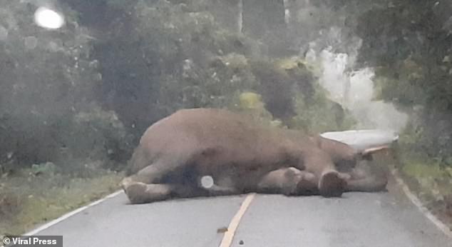  An elephant fall asleep in the middle of the road stopping the whole traffic
