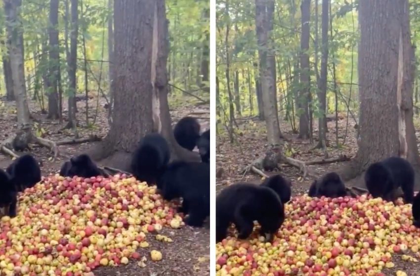  Black bear cubs feast on the apples and express the sounds of “contentment”
