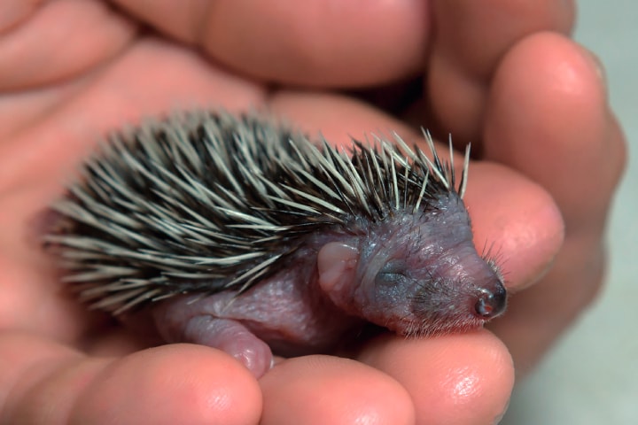  A veterinarian saved a tiny hedgehog and it changed his whole life