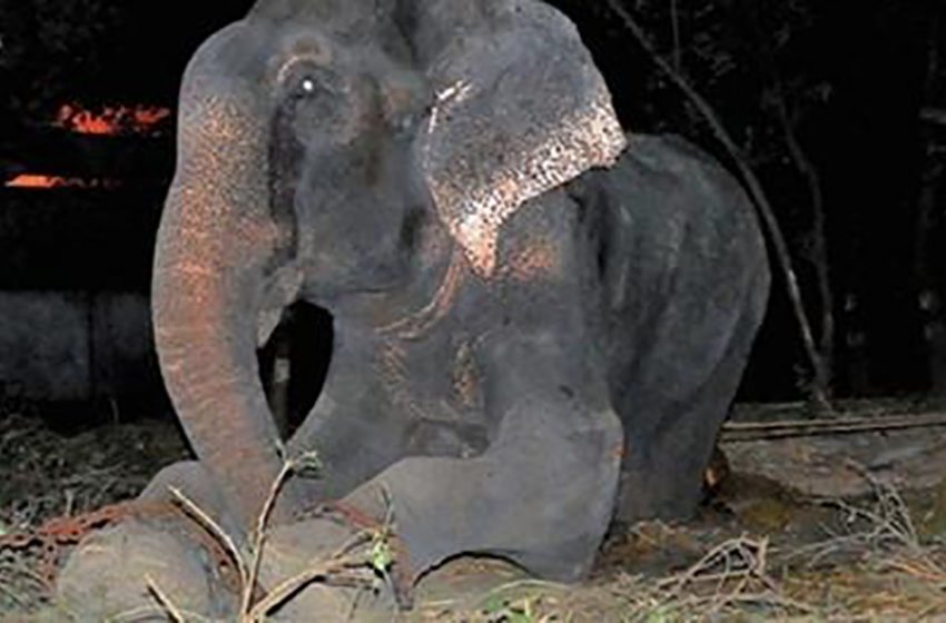  Elephant Raju was saved after 50 years of sufferings