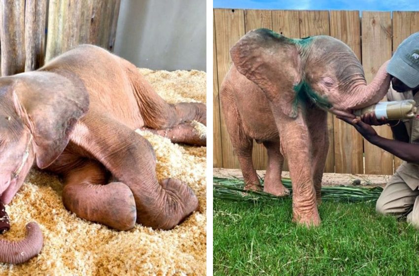  Fortunately Albino Elephant saved from poachers’ snare has fully recovered