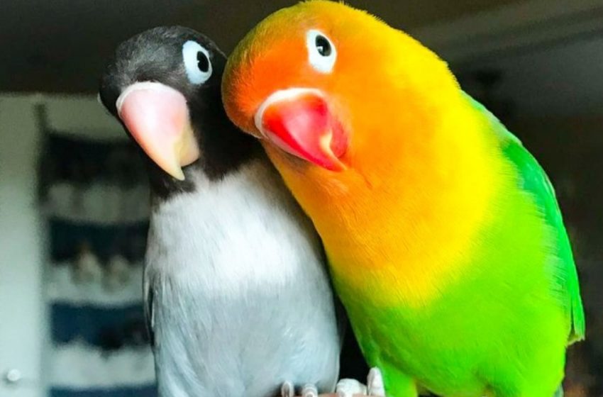  A nice story about one parrot family