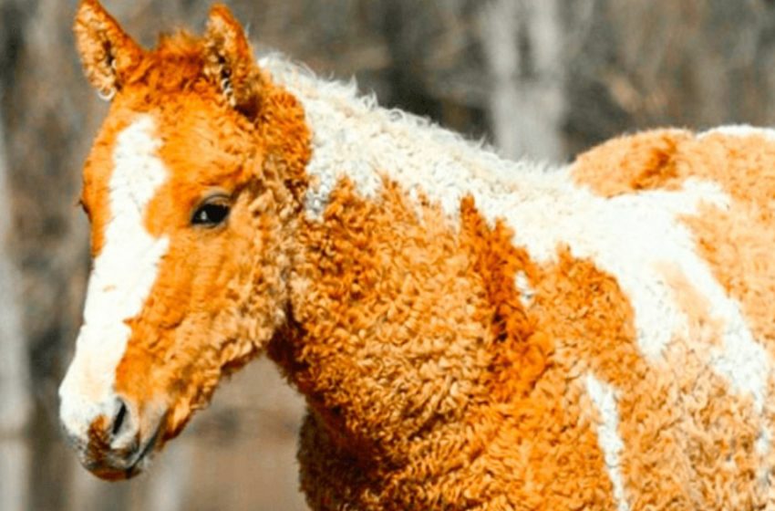  Have you ever heard of the existence of curly horses? – No? Here they are!