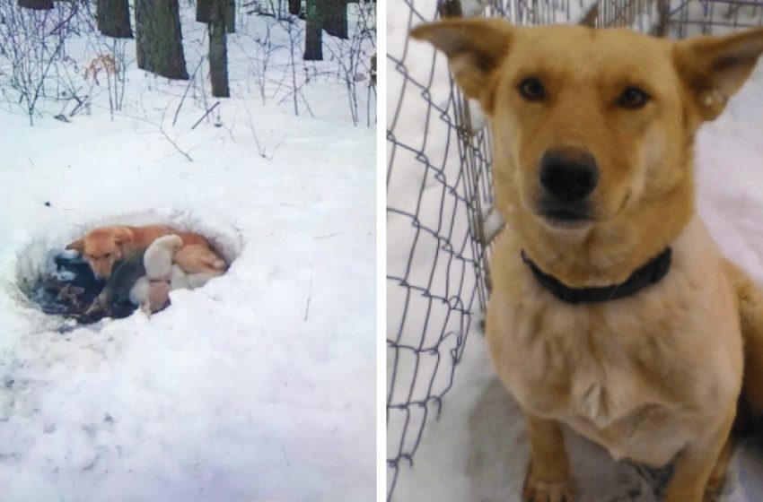  People rescued a dog with puppies living in the snow! Mother-dog did not leave her puppies despite the cold weather conditions
