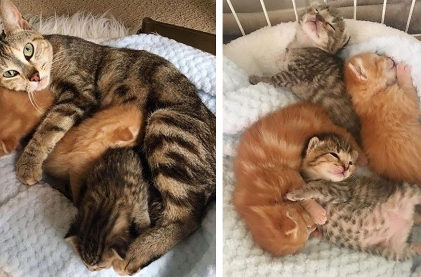  A mom cat reunites with her kittens that were taken and brought to the shelter