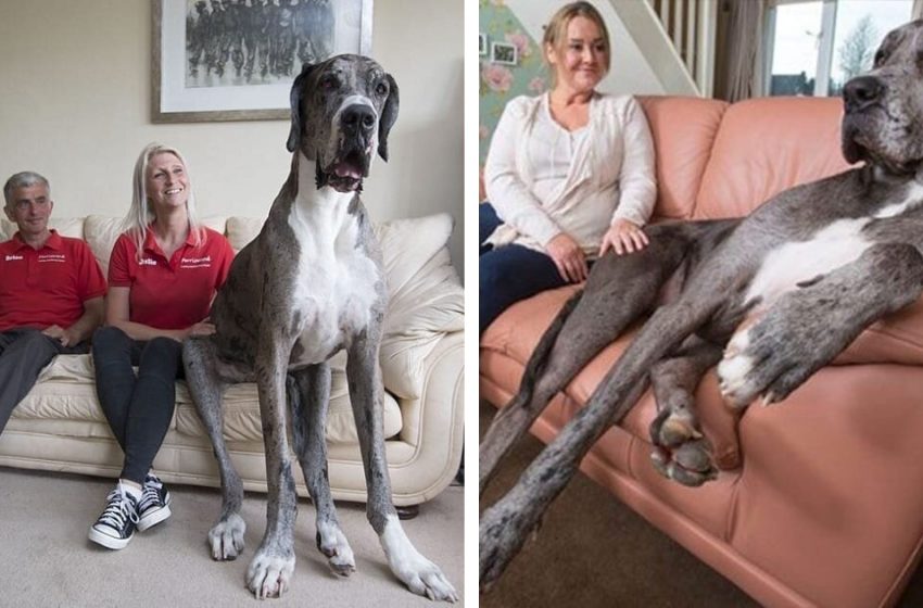  Meet Freddy, the tallest dog in the world! He is more than 7 feet tall