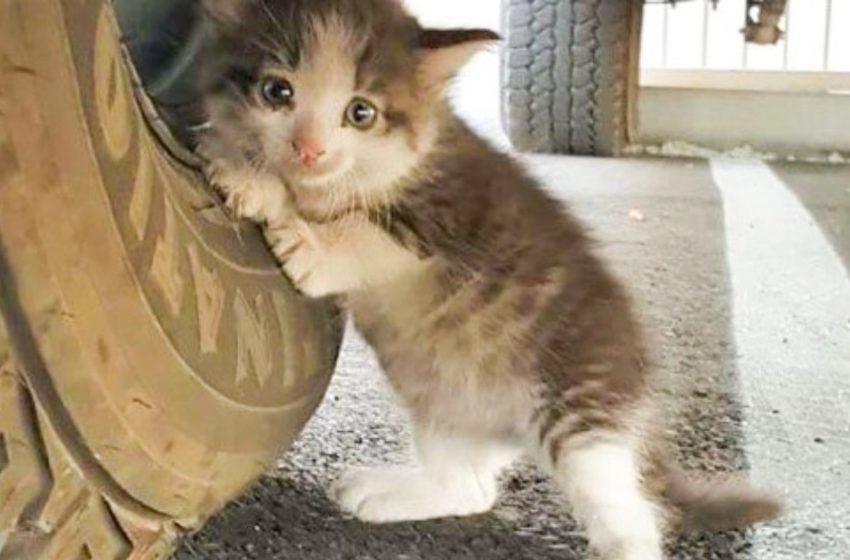  There is kindness lift in this world. The little kitten found under the car is now safe
