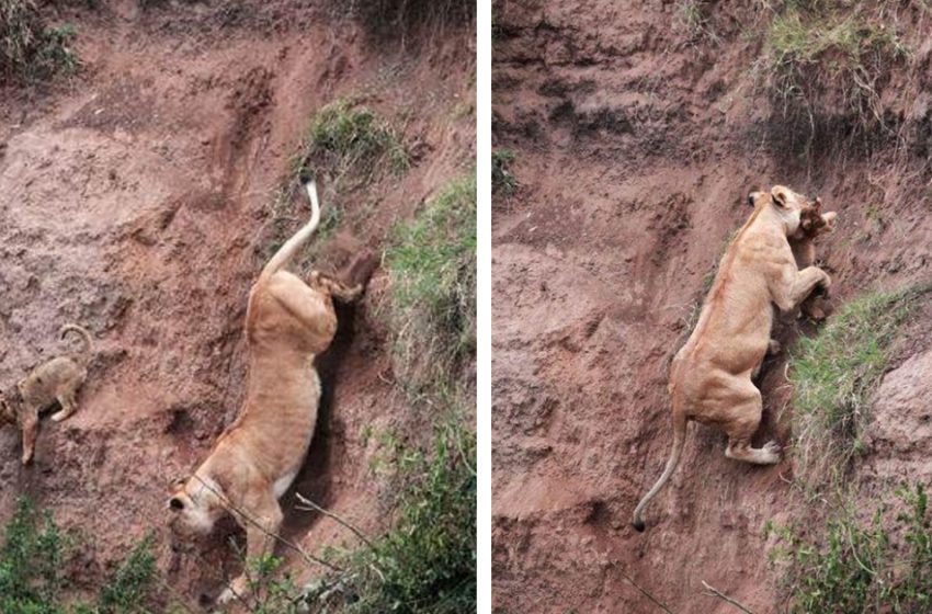  Lioness risks her life to save her cub. Mother’s heart never betray!
