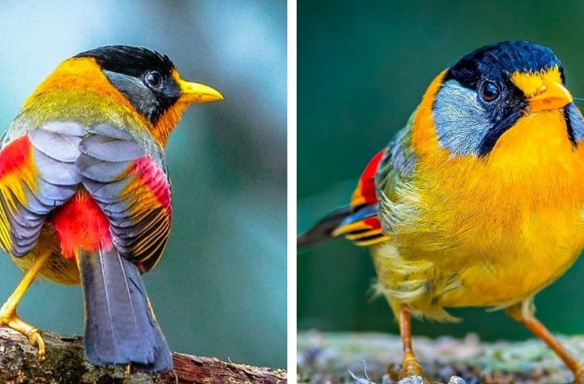 Meet the Silver-Eared-Mesia – a wonderful bird colored in fall colors!