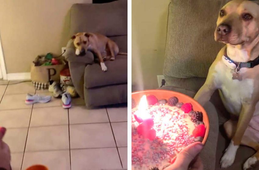  Dog is so happy to get a surprise on his Birthday!