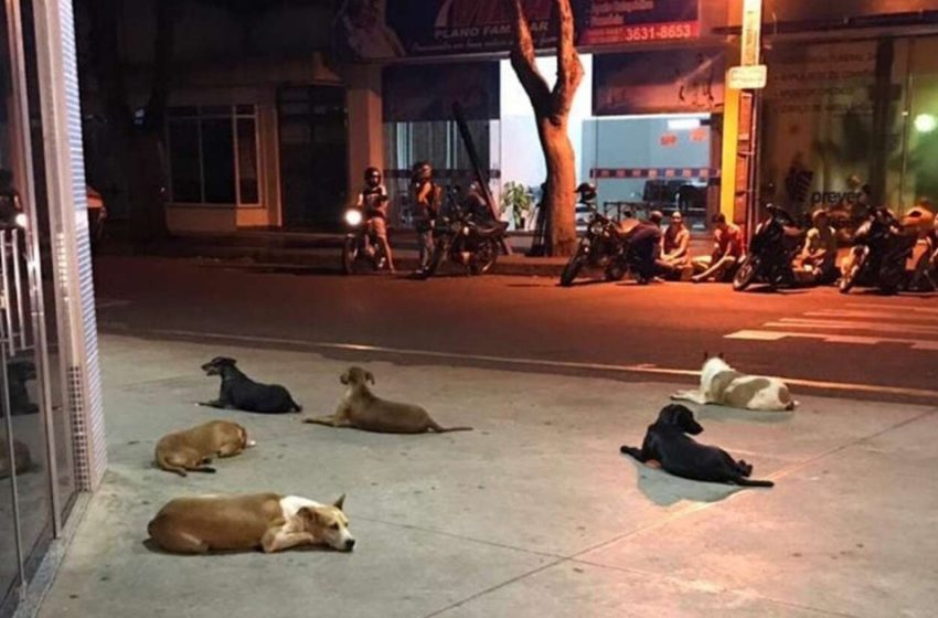  Loyal dogs await their owner’s return at the door of the hospital