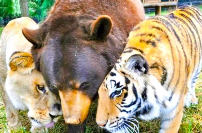  A really unusual friendship: a bear, a lion and a tiger have been inseparable for more than 15 years!