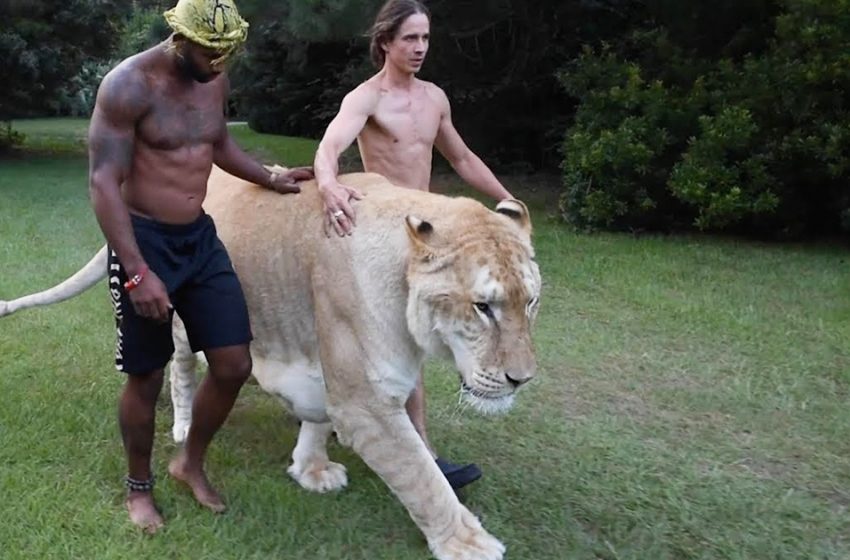  Meet Apollo, being a hybrid of a lion and a tiger, he is the largest “cat” in the world