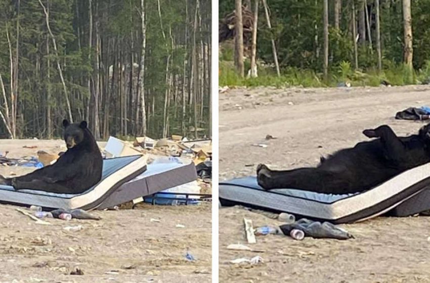  Woman spots random bear enjoying his time