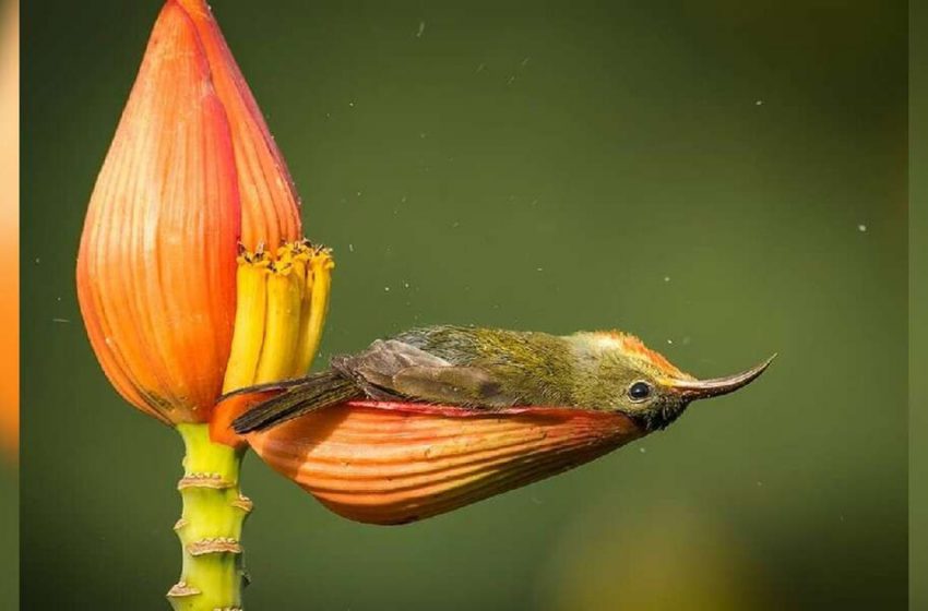  A tiny sunbird decided to take a bath in a flower petal