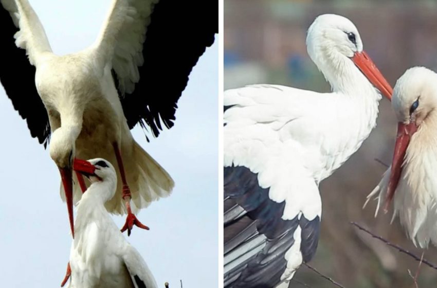  Animal loyalty! Stork flies thousands of miles every year to reunite with his injured soulmate