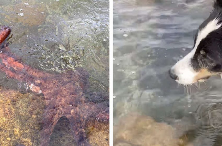  Such a funny story! An Octopus stole dog’s favorite tennis ball