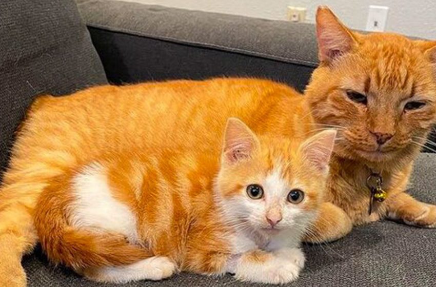  A woman tried to tame a stray cat for a long time, but an orphan kitten helped her in this