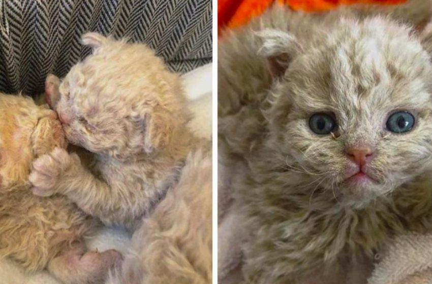  Look at these curly kittens. They will not leave you indifferent!