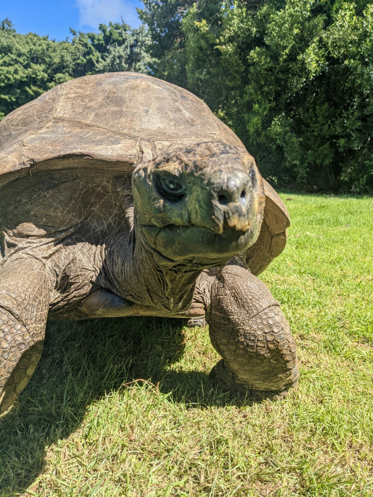 Jonathan The Oldest Tortoise In The World Is 190 Years Old Everythingfun   Jonathan Plantation House 