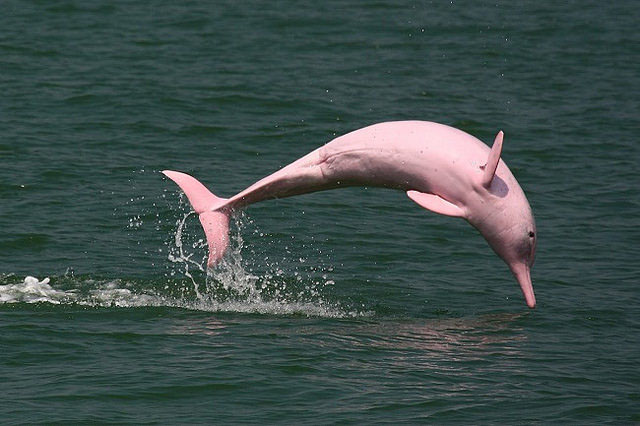  Look at these pink Amazon River Dolphins! How marvelous they are!