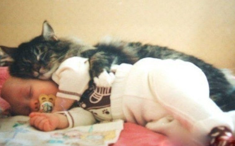  The cat became a hero after he saved an abandoned child