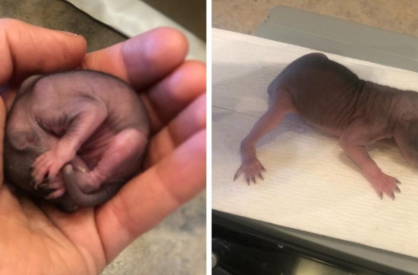  A tiny baby found on the ground has turned into a nice fluffy creature