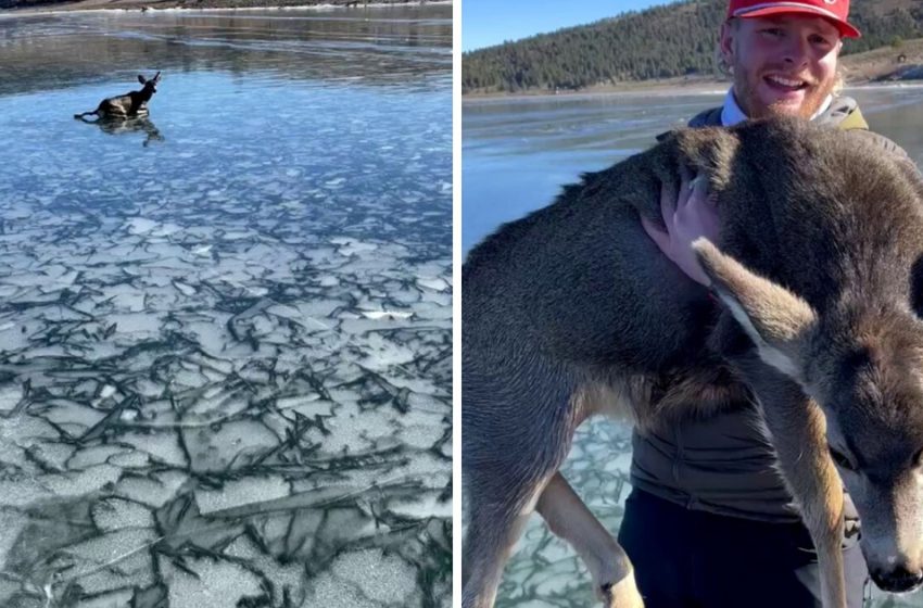  Brave fishermen risked their life to save a baby deer