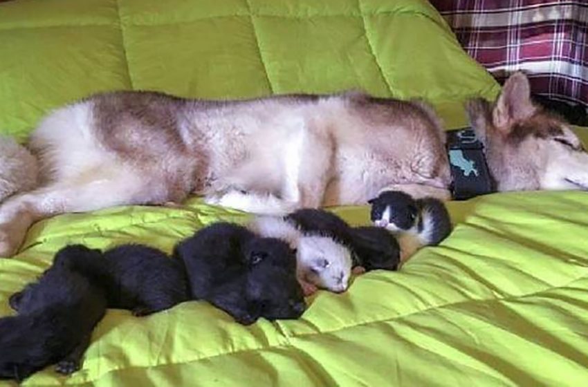  Husky found seven little kittens in a forest and brought his mistress to the rescue