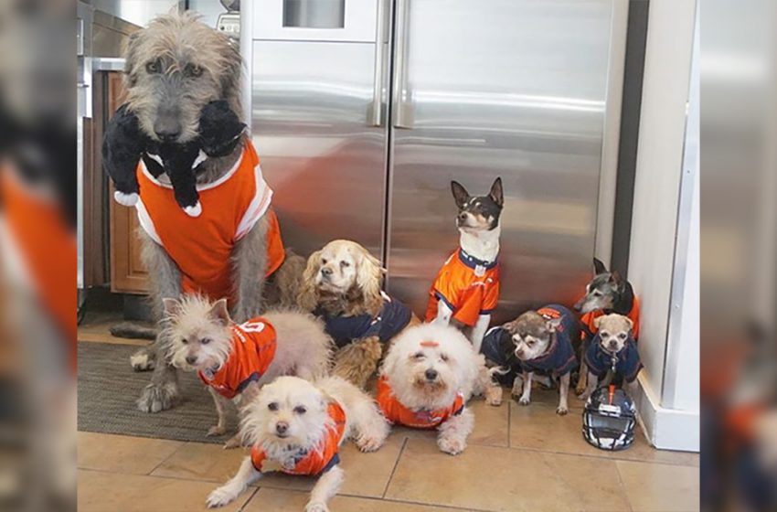  After losing his beloved dog, this man decided to adopt all senior dogs from the shelter to forget his grief