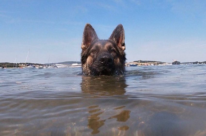  The most devoted friend: the dog swam for 11 hours to save his owner!