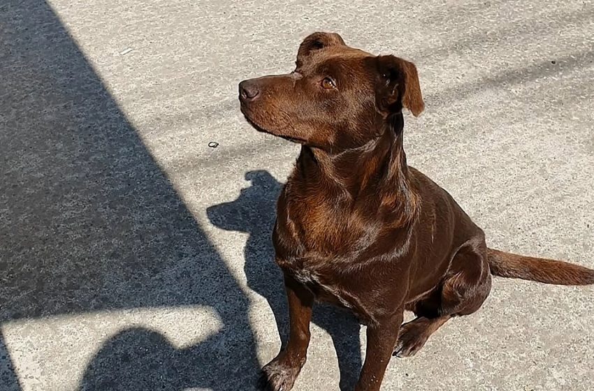  A stray dog Remy has found his warm home thanks to “Howl of a Dog” volunteers