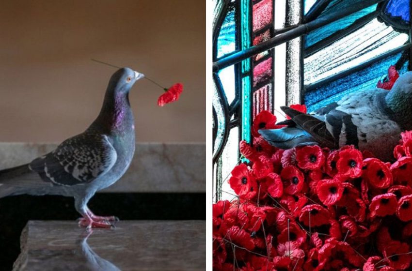  A pigeon made a nest out of poppies stolen from the memorial.