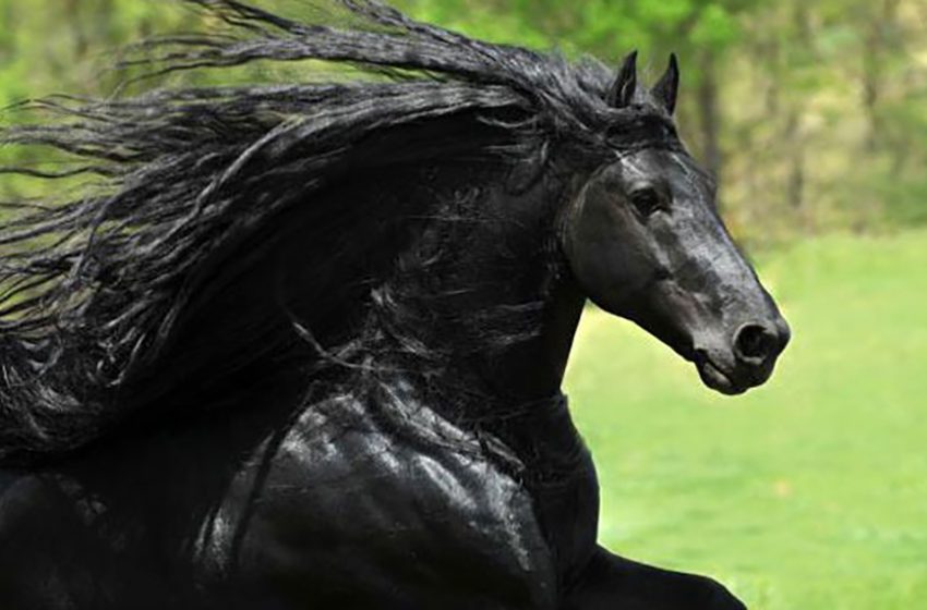  Meet Frederick the Great, a horse of an indescribable beauty