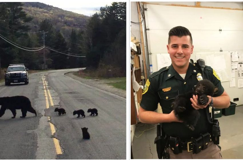  A police officer risks his life to save a sick bear cub left behind