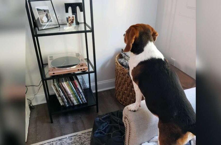 The dog was delighted at the sight of a photo of her friend who passed away