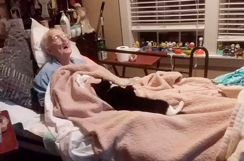  Trooper, a faithful cat remained until the last minute next to the grandma who raised him