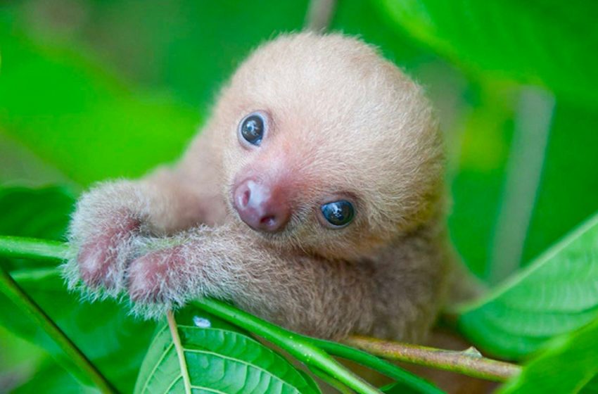  Finally, baby sloths left without moms have a special shelter
