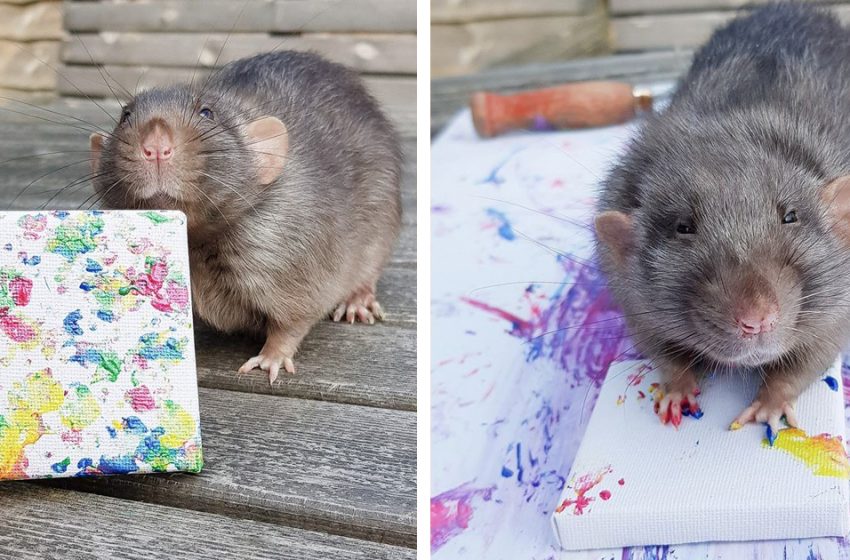  Meet miniature paintings created by rats