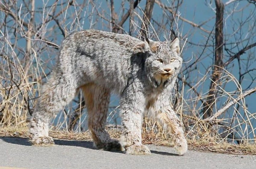  A majestic Lynx was calmly walking along the street in Canada! An unbelievable scene!