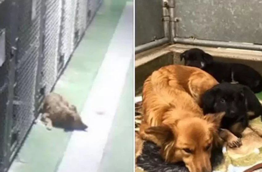  Animal shelter’s camera captures how the dog breaks out his kennel to comfort crying puppies nearby!