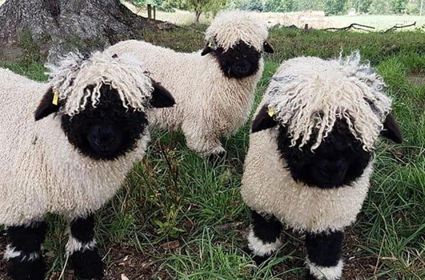  Meet The Valais Blacknose Sheep – the famous icons of Switzerland!