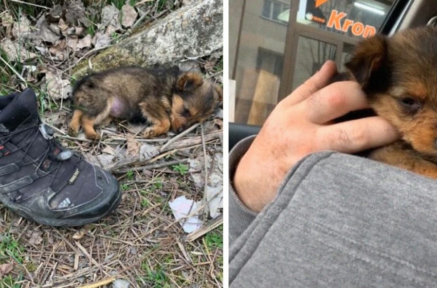  A puppy whose home was once an old shoe finds a real shelter