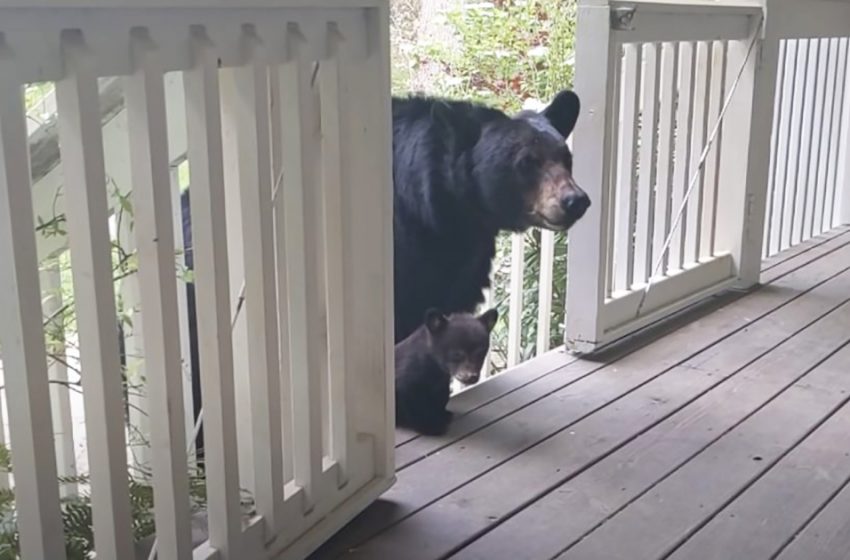  A black bear brings her cubs to introduce them to his old human friend