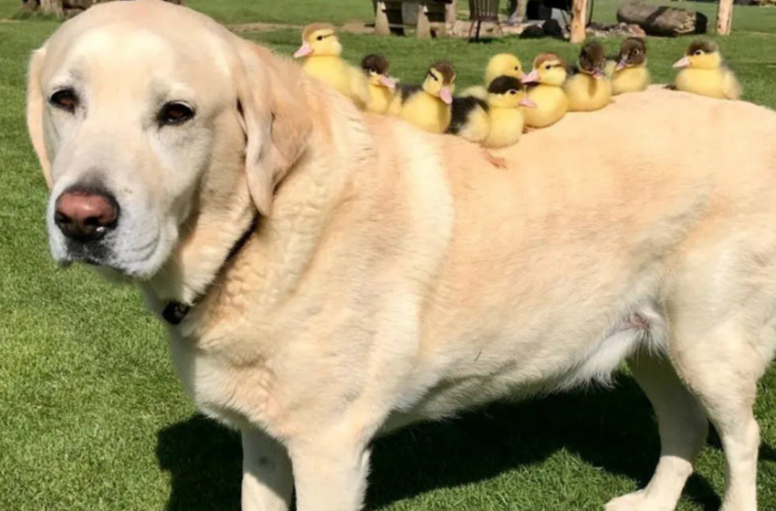  These nine ducklings that lost their mother were adopted by a Labrador!